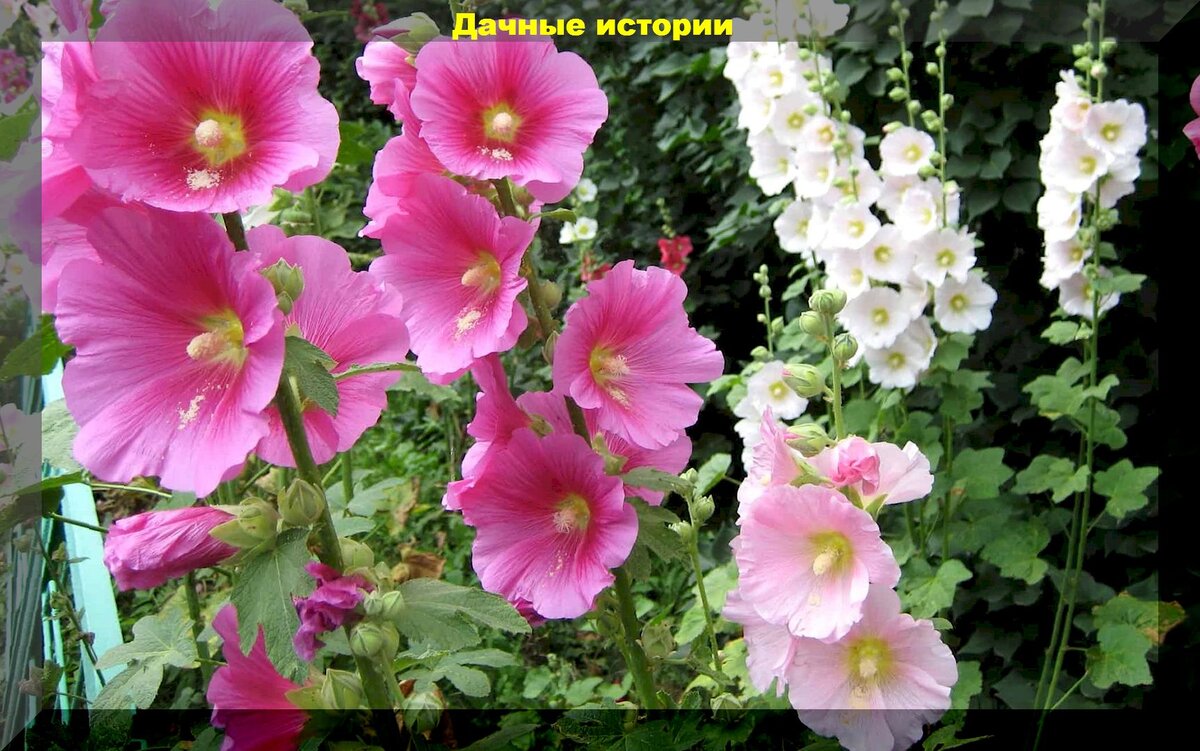 https://vk.com/photo-159774511_457253839