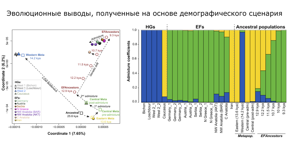 Генетическое происхождение