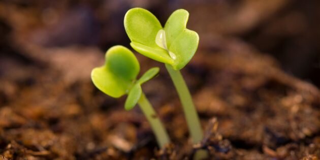 Фото: Tada Images / Shutterstock📷
