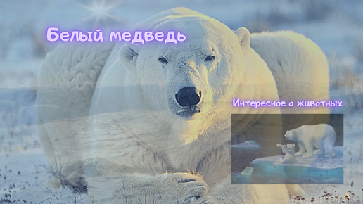 Белый медведь интересное