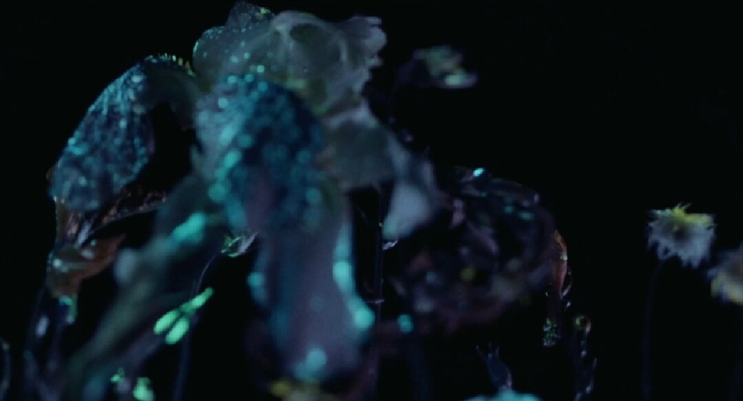 Кадр из истории про цветок