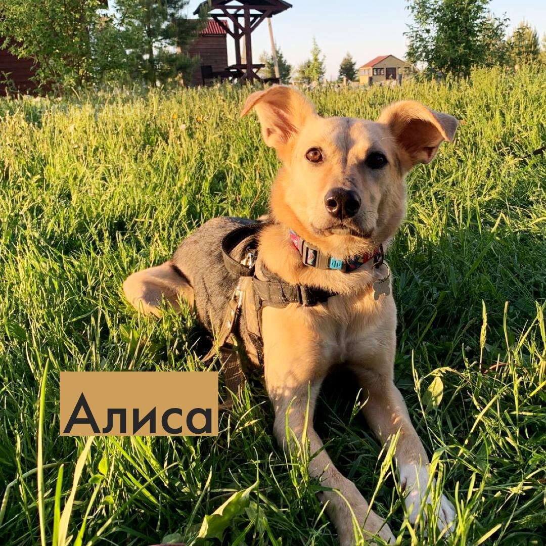 Алиса / июнь 2022