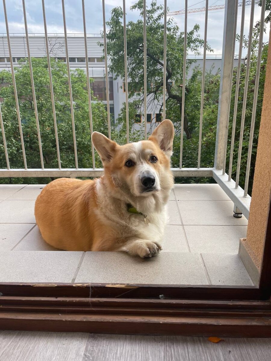 Хантер на балконе