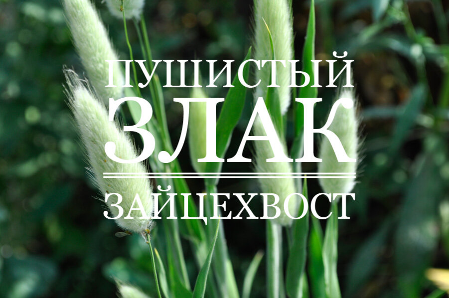 Красивый, декоративный злак!