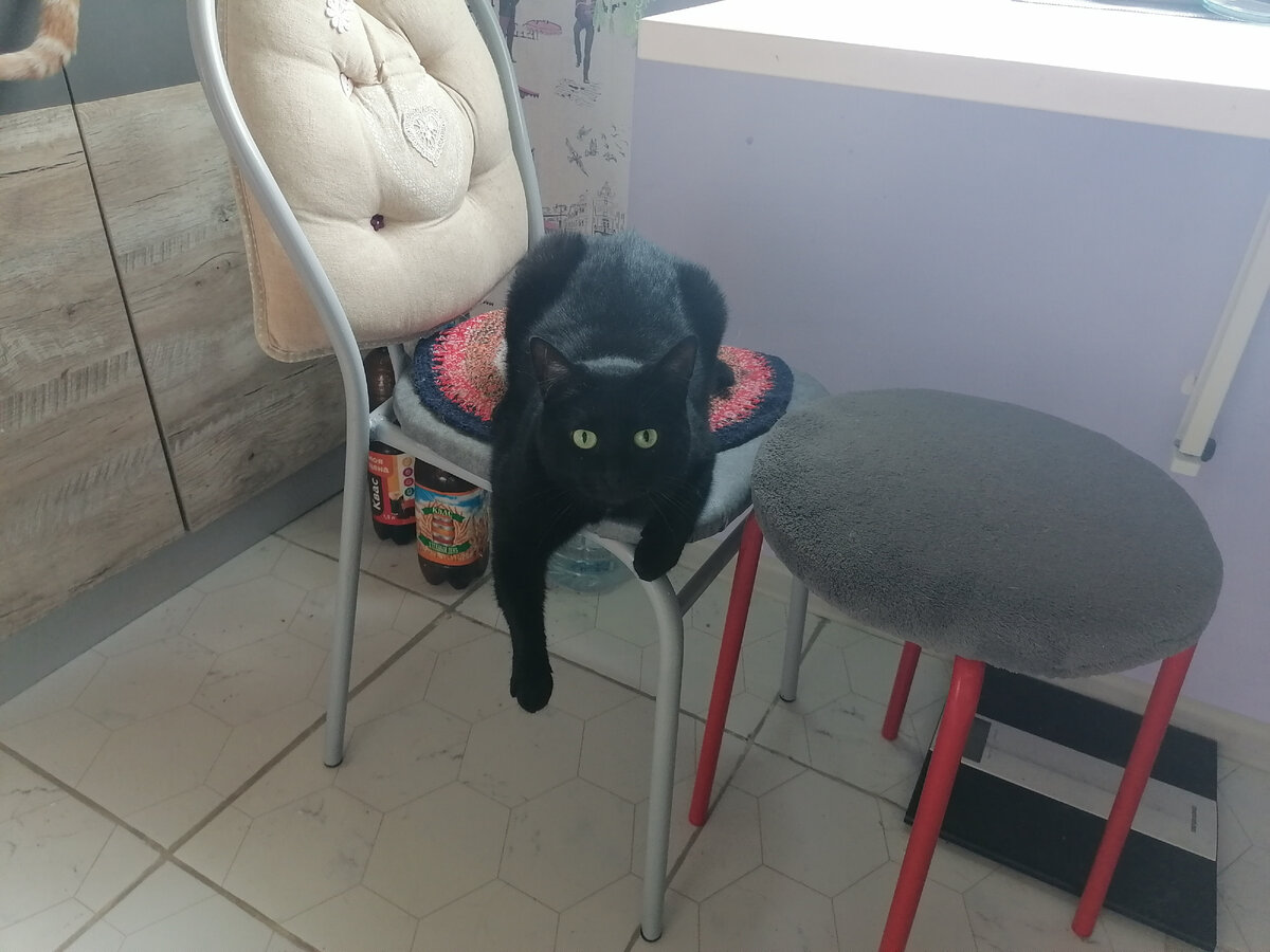Черная кошка на табурете.