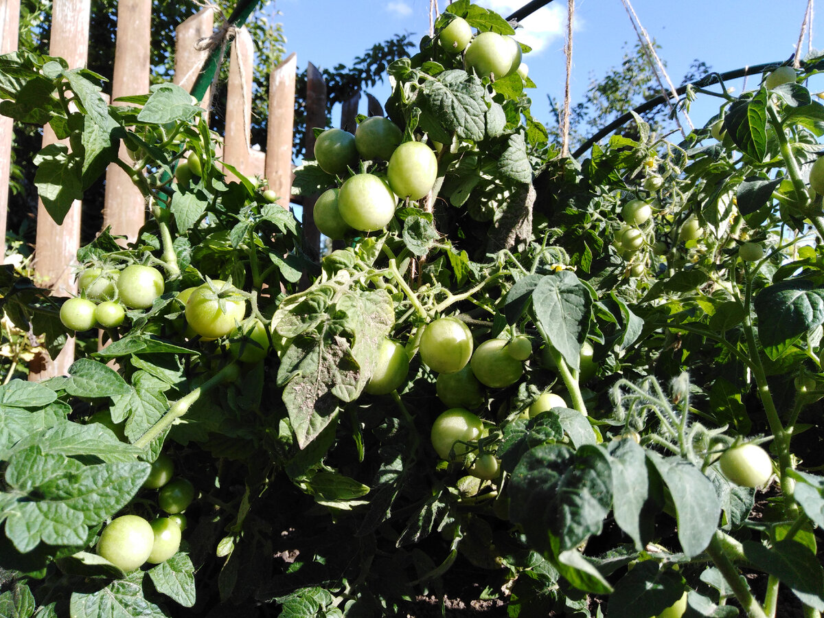 Помидорки красивые, скоро начнут желтеть и краснеть