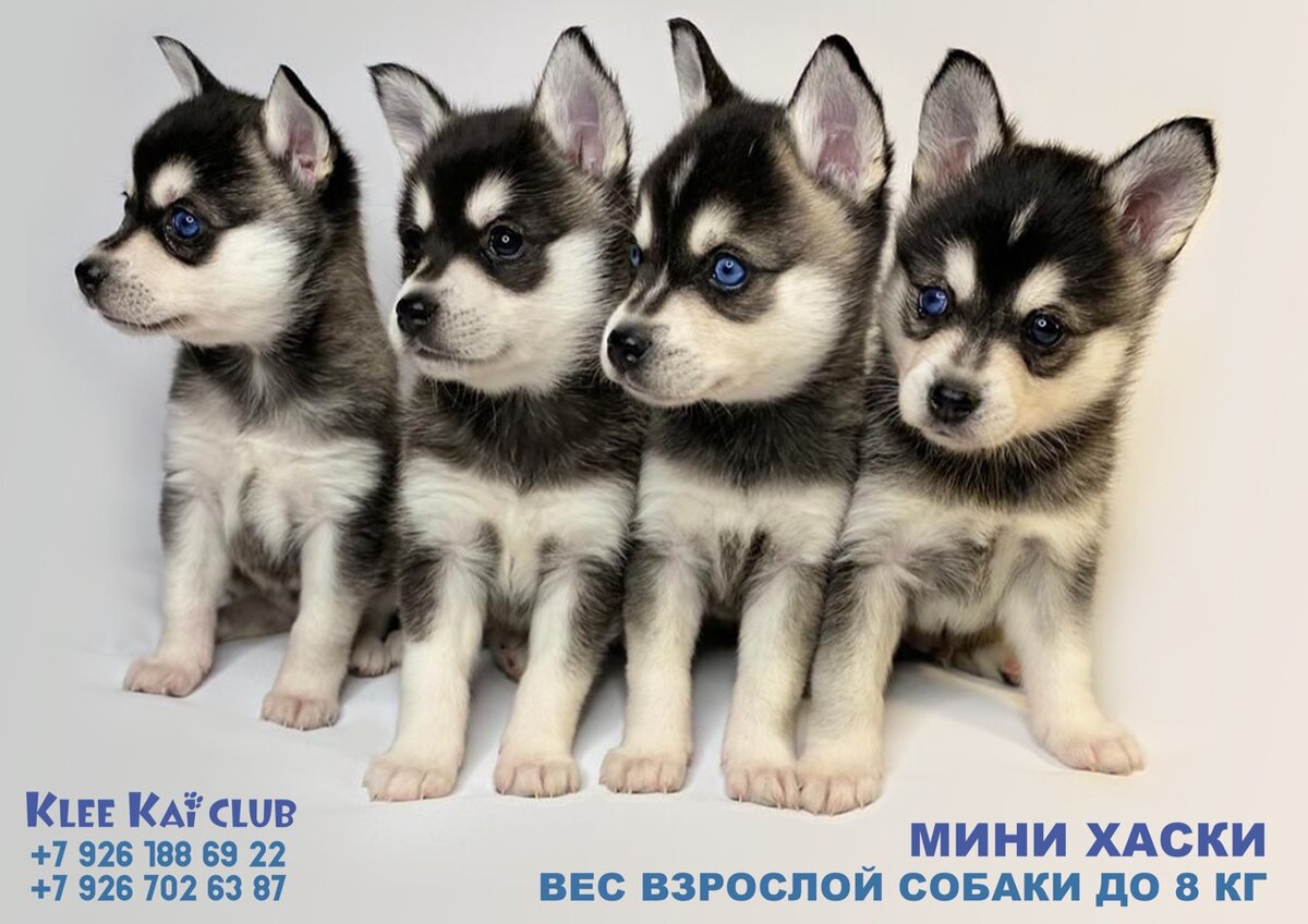 Визитная карточка 