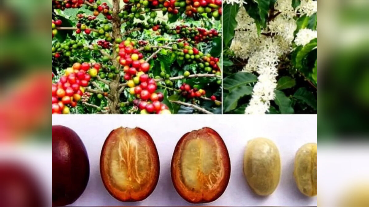 Дерево и плоды кофе