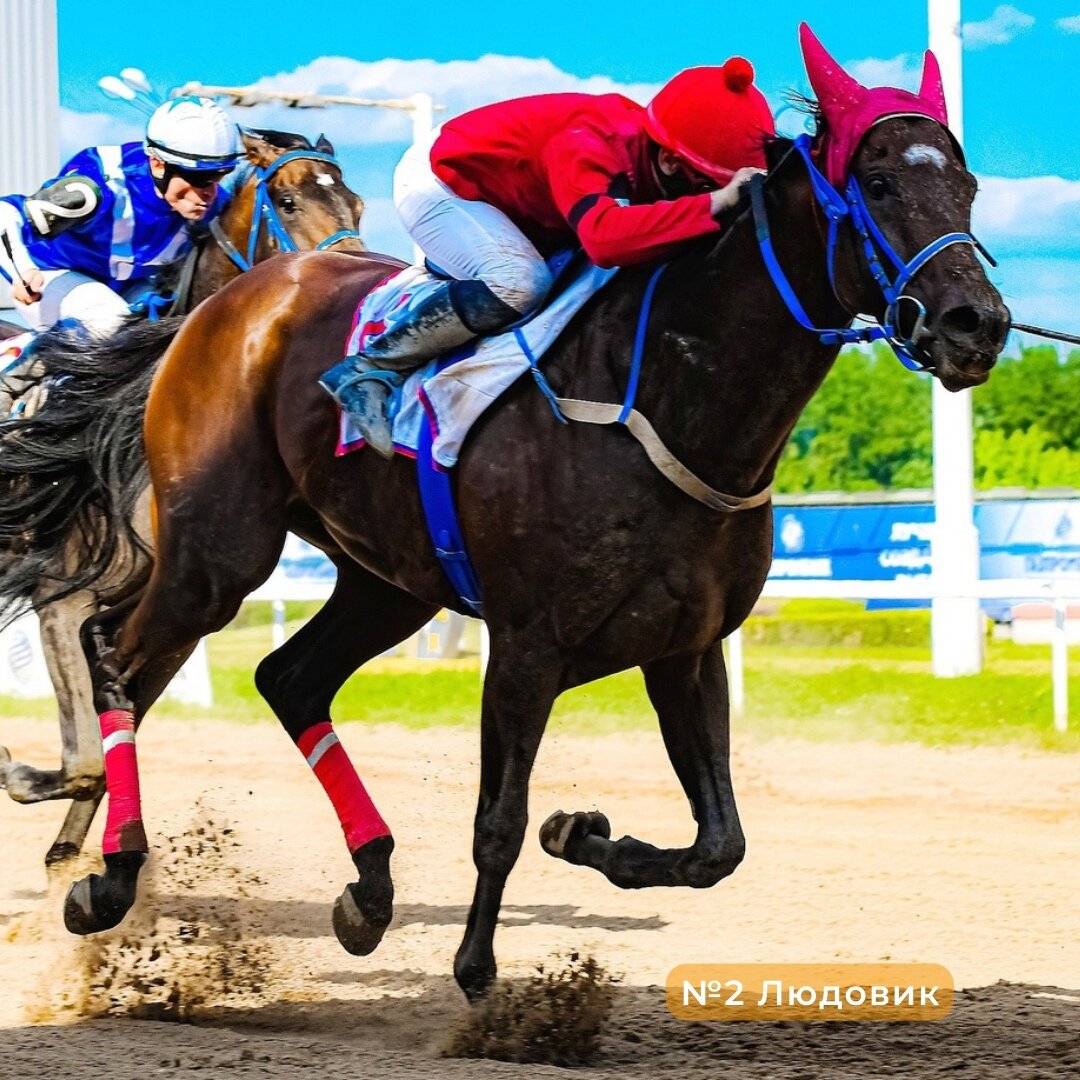 Жеребец Людовик, выигравший приз Министра сельского хозяйства. Принадлежит Эдуарду Мордуховичу. Фото взято из группы ВКонтакте Центрального Московского ипподрома.