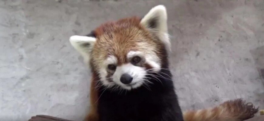 Сбежавшую красную панду из зоопарка в Австралии сняли с дерева NTDRussian