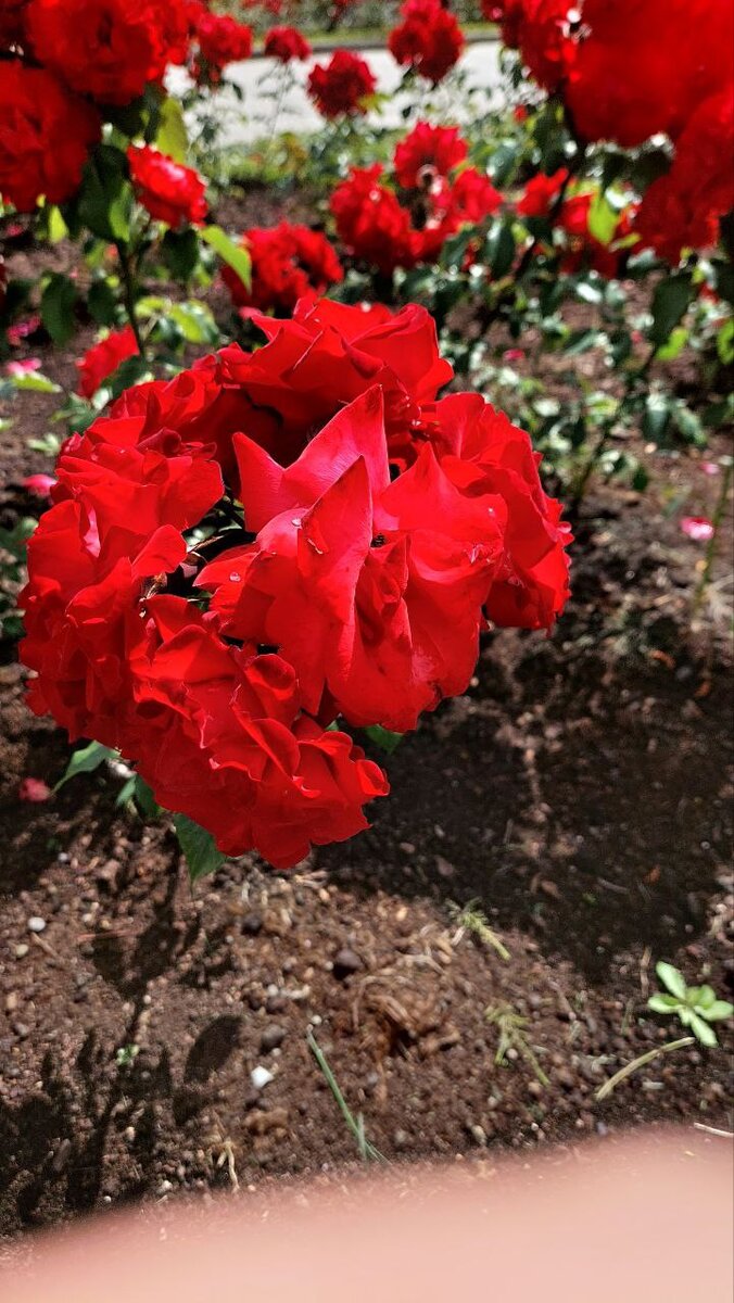 Розы центральной аллеи, фото из личного архива автора статьи