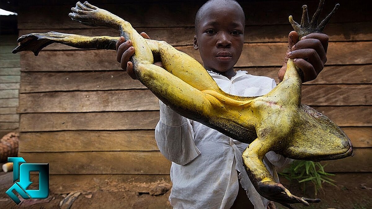 Да, это не лягушка, а полноценный домашний питомец. 