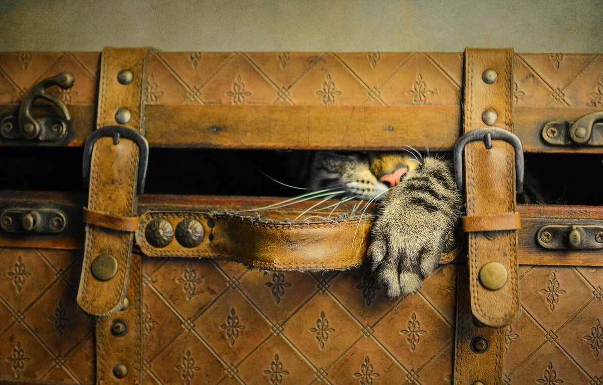 кошка спит на шкафу