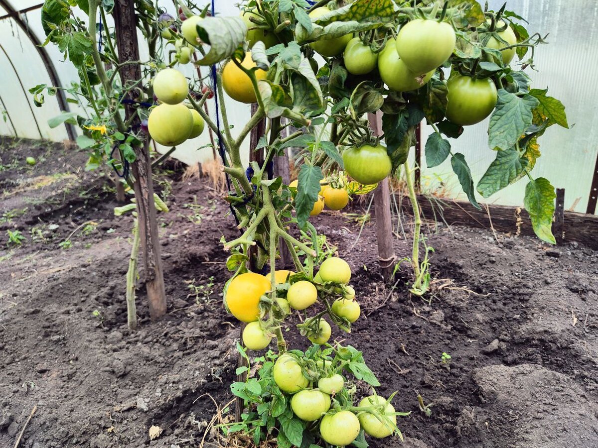 См. Галерея