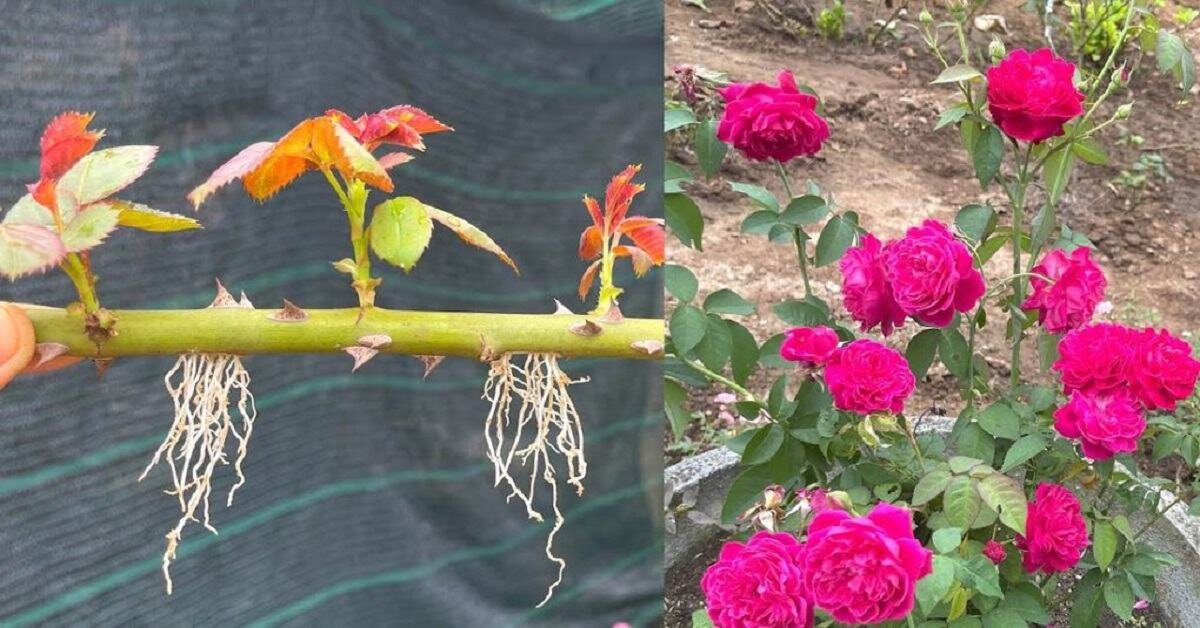 Как вырастить розу из черенков