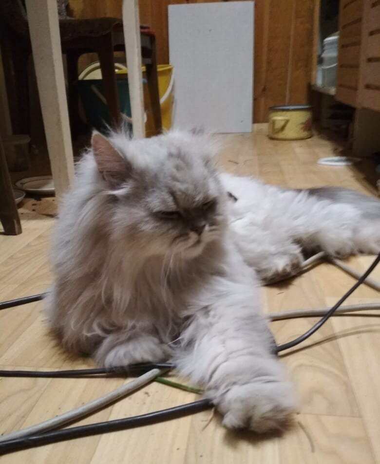 Главы из повести "Кошачья жизнь"