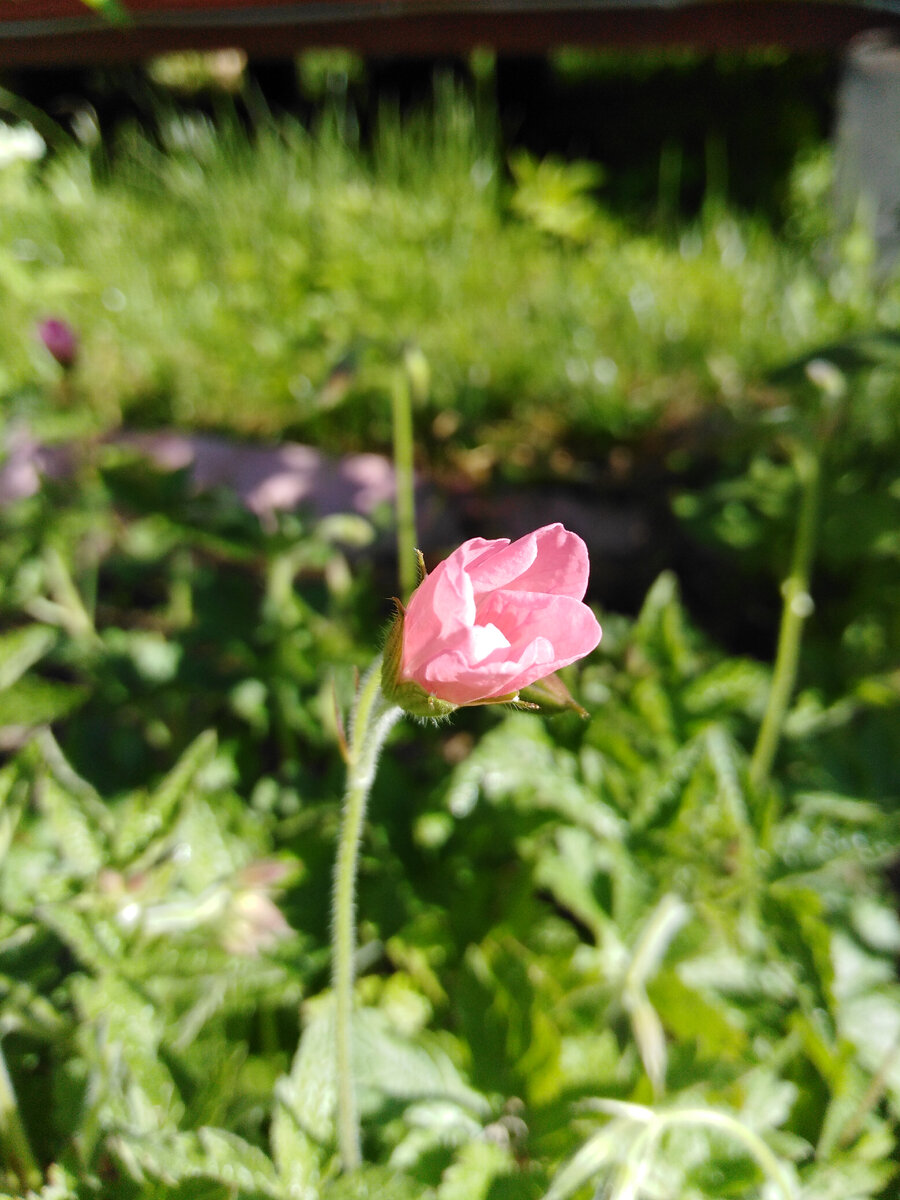 Начало цветения - вторая половина мая