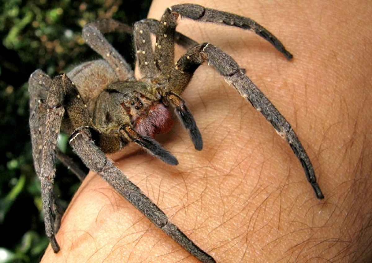 Phoneutria nigriventer. Фото из Интернета