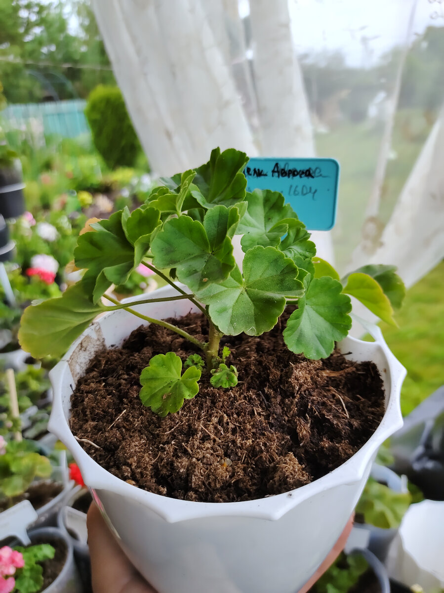 ШЕЛК Аврора