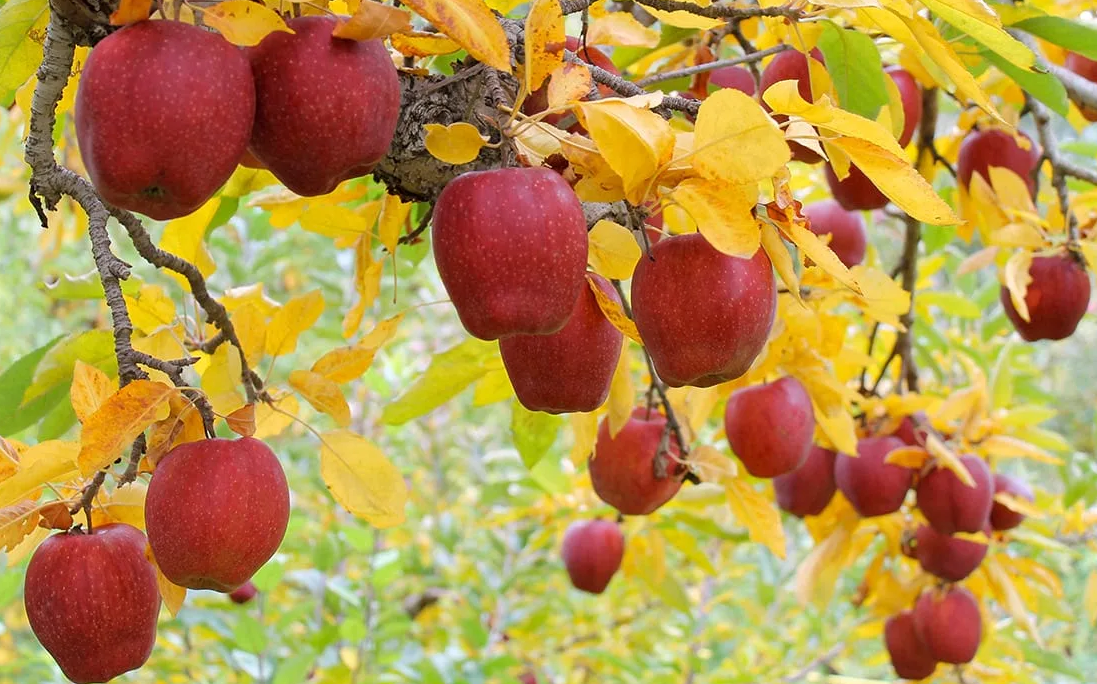 Фрукты под деревом. Осенний сад. Деревья и плоды. Осенние плоды. Фруктовые деревья.
