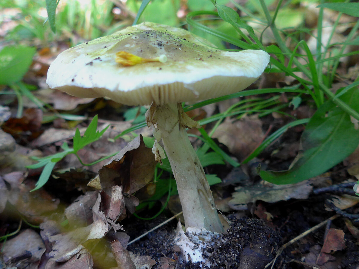 Говорушка булавоногая - Clitocybe clavipes - Грибы Уломы Железной