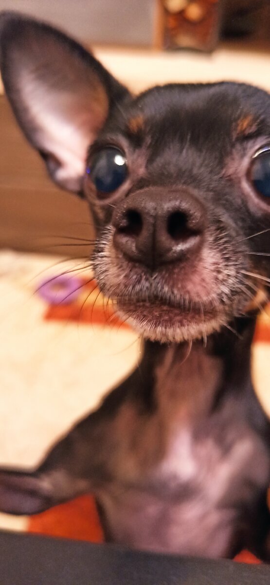 Но, несмотря на все свои достоинства, той-терьеры имеют свои недостатки. Они могут быть очень шумными и не всегда знают меру в своей энергии. Кроме того, они могут быть склонны к некоторым заболеваниям, таким как проблемы с сердцем, проблемы с суставами и проблемы с кожей.

В целом, той-терьеры являются очень интересными собаками, которые могут стать отличными компаньонами для активных людей. Если вы ищете маленькую собаку, которая будет следовать за вами повсюду и радовать вас своей энергией, то той-терьер может быть отличным выбором.