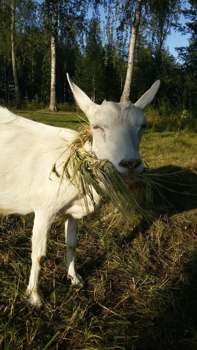 Хозяйка сплела венок и надела его на меня. Я не поняла зачем венок носить на себе, если его можно просто съесть. 