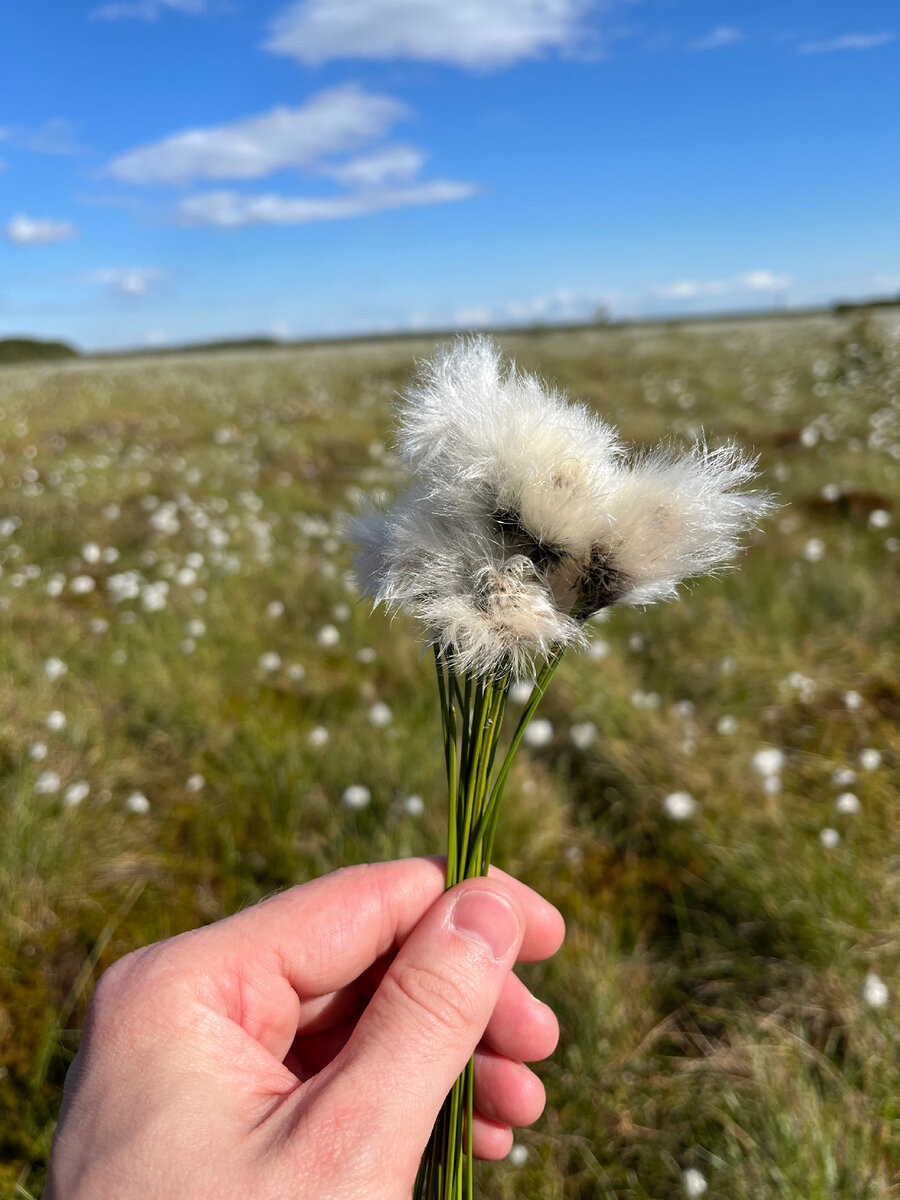 Белоостров (Валкеасаари) | zoom-spb | Дзен