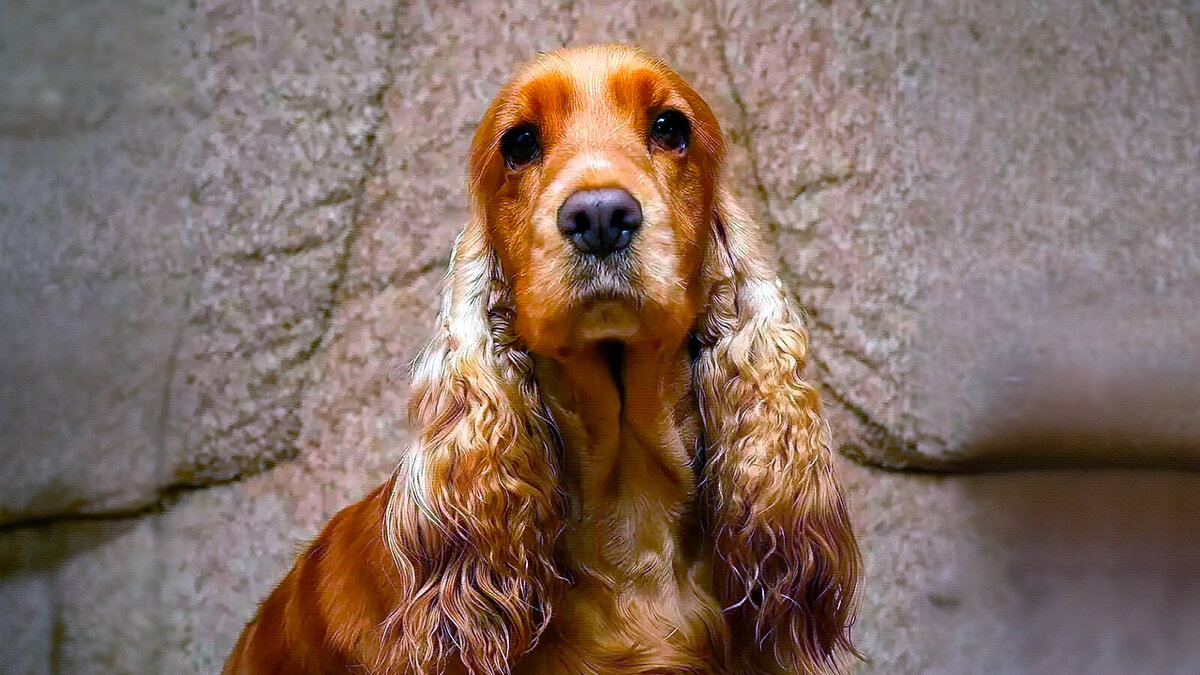 источник фото: zoolandy.ru