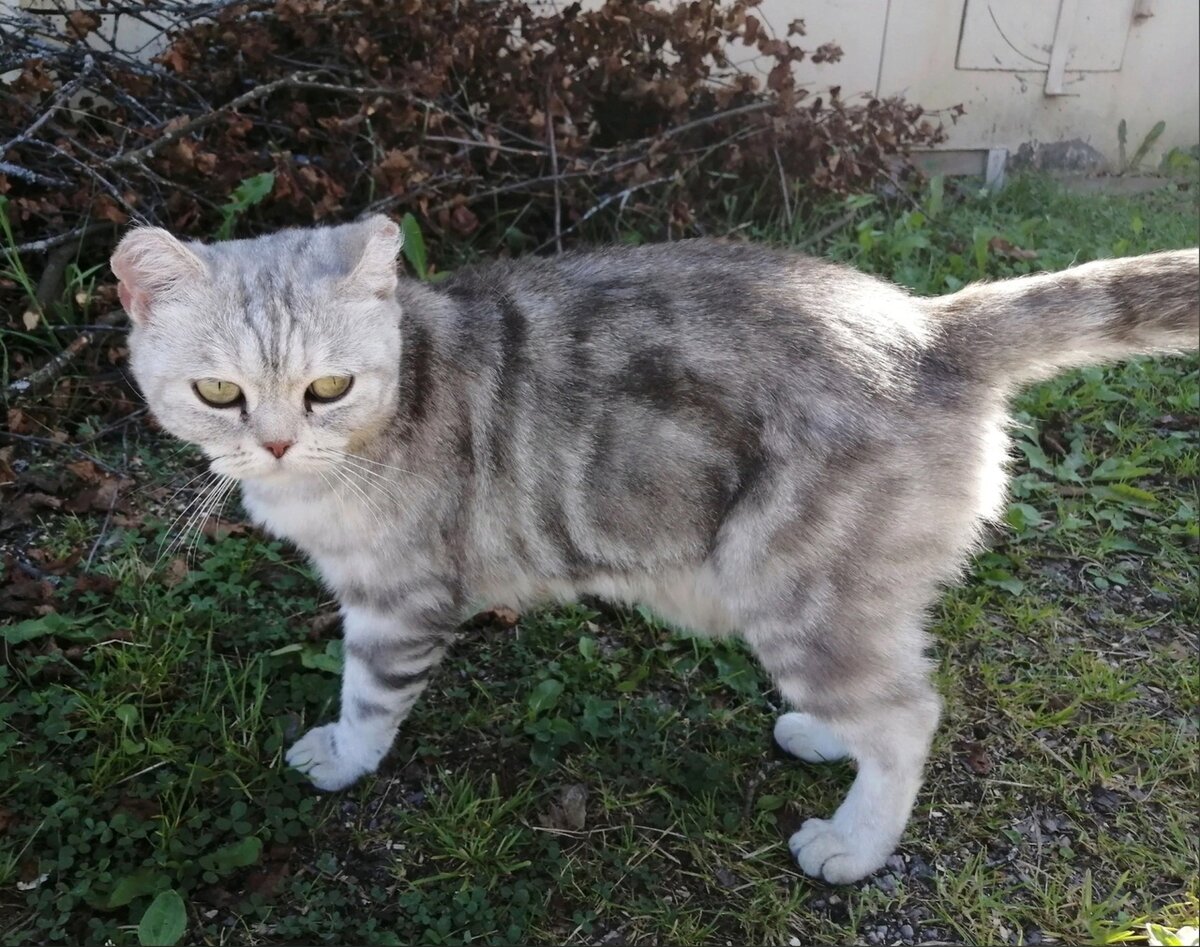 К сожалению, порода не спасает от  бездомности и от  безответственных хозяев