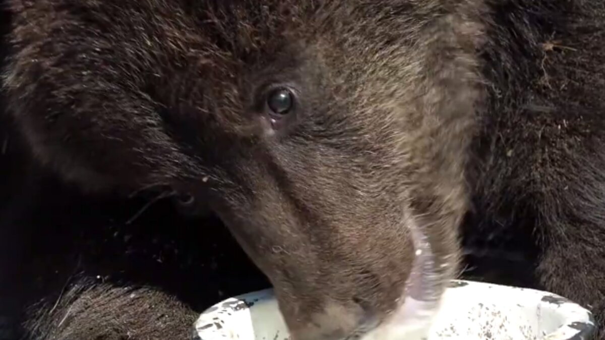     Житель села Частоостровское недалеко от Красноярска спас медвежонка. Две недели зверь живёт на территории местной автомастерской, и специалисты до сих пор его не забрали.