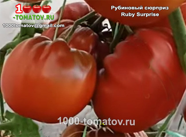 Томат Рубиновый сюрприз Ruby Surprise фото 1