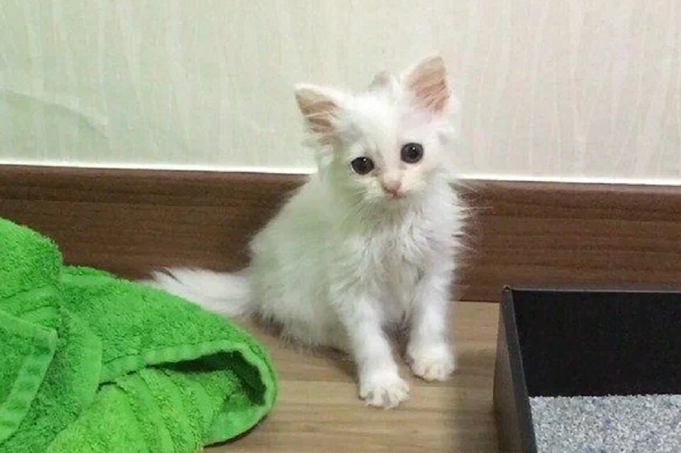 Котенок дома