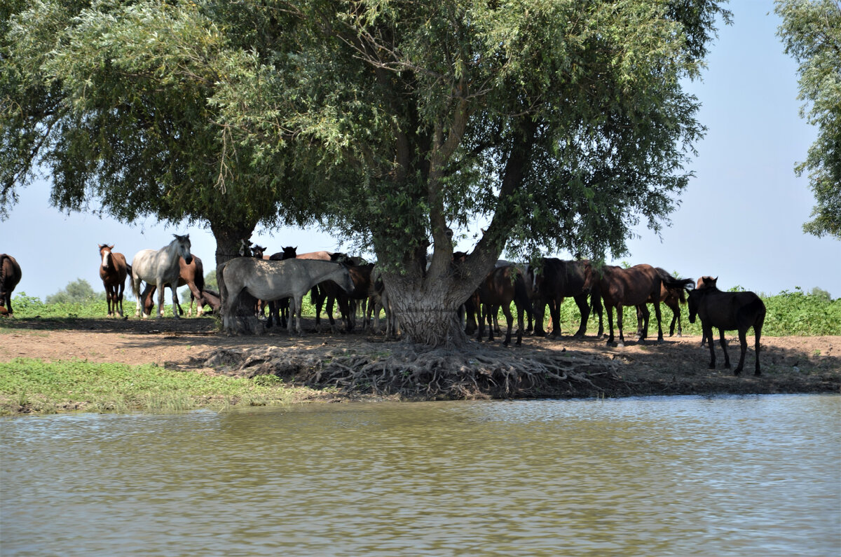 Дикий табун лошадей в дельте реки 