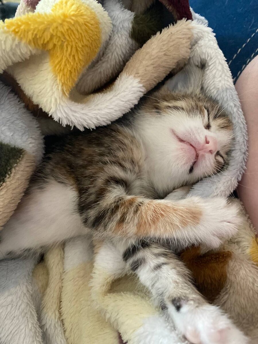 Геше 3 недели - 1 год назад.