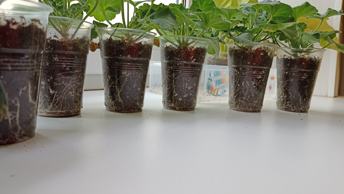 ����� ����� ������� ���������� ������������!