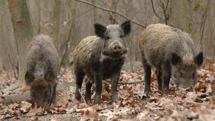 MIROSLAV KUSHNIRENKO/RUSSIAN LOOK/GLOBALLOOKPRESS 