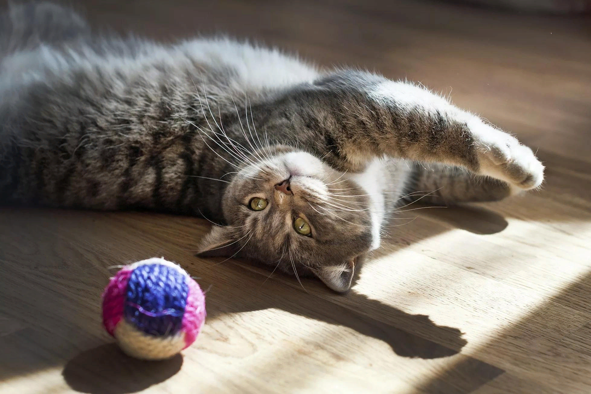Кошка играется