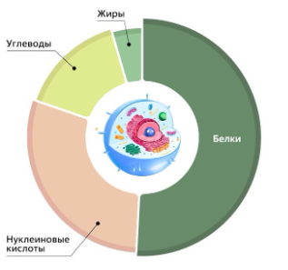 Глюкоза – главный источник энергии | Клиника Семейный доктор