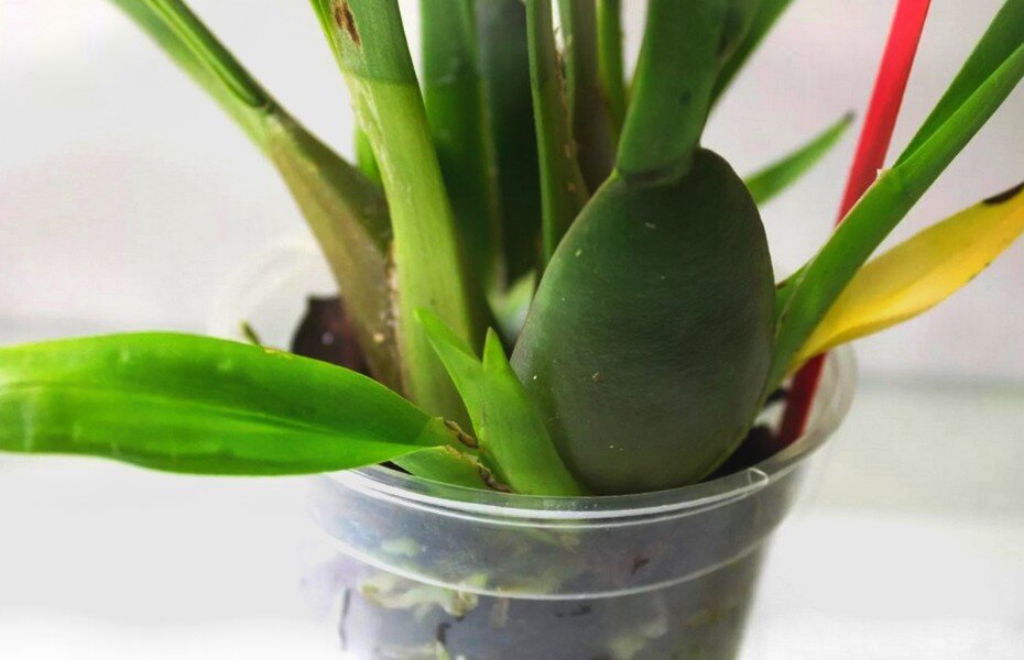 Псевдобульб - утолщенный стебель в основании каждого роста.