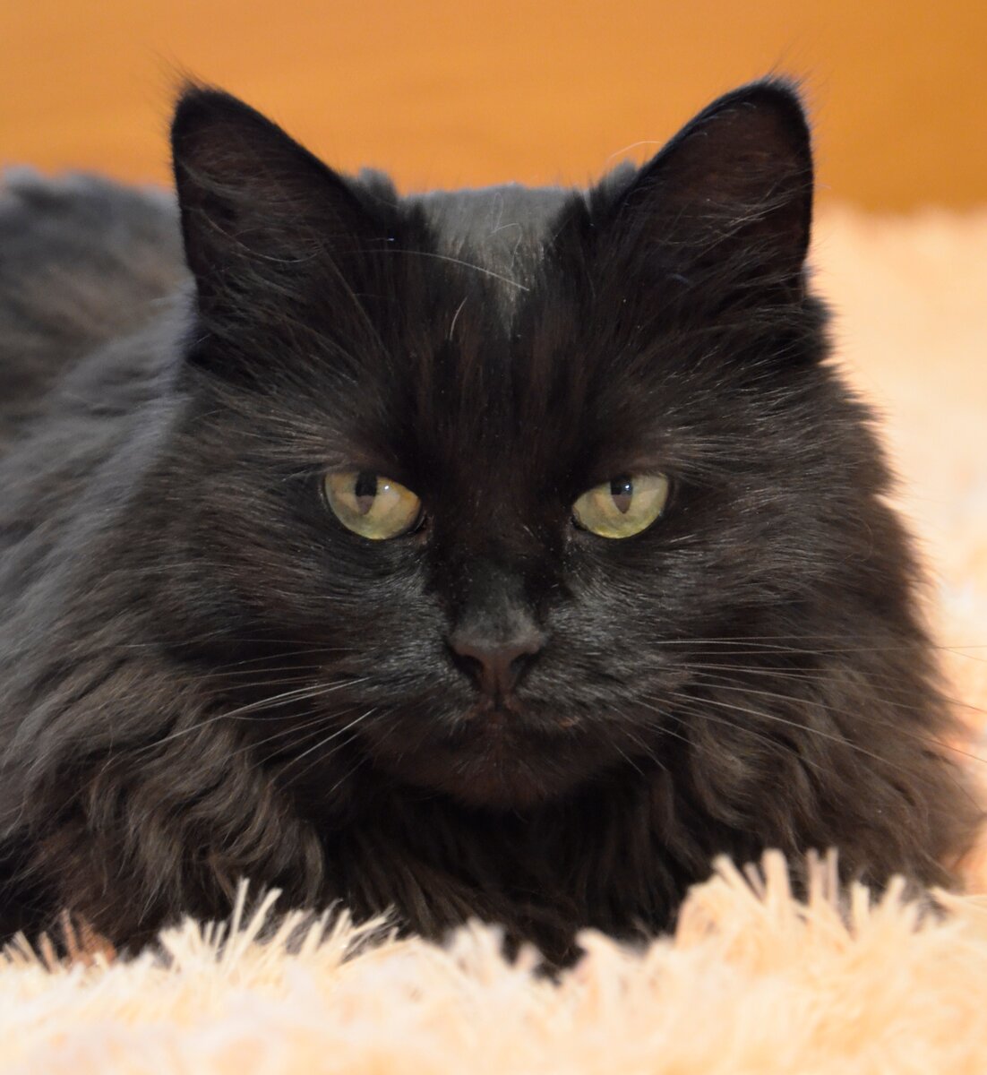 Черная кошка