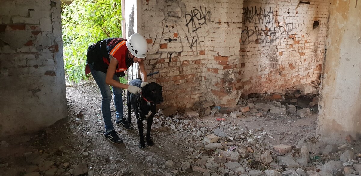 Симба с хозяйкой на поиске.