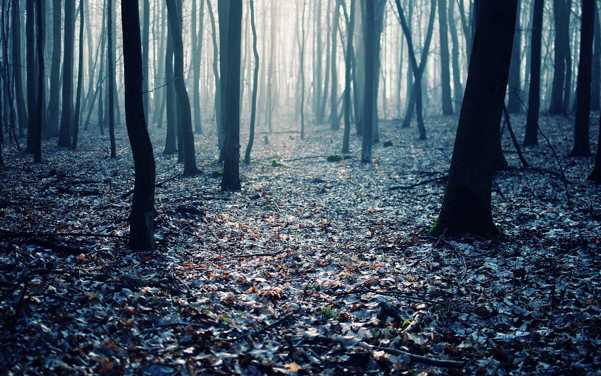 Фото из открытых источников сети интернет