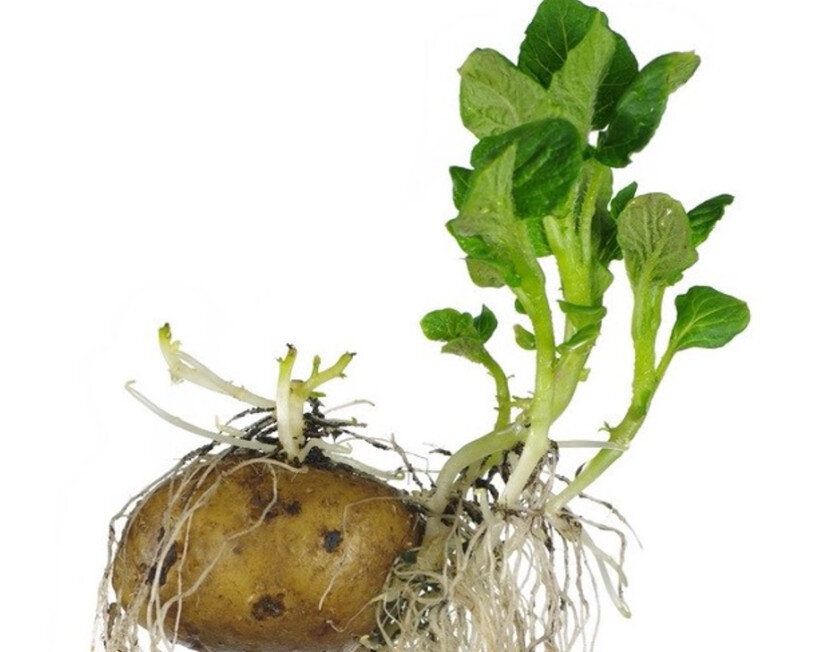 Проращивание картофеля перед посадкой