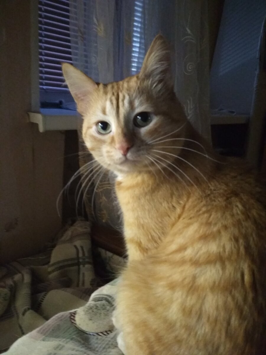 - Чего смотришь? Спи давай!