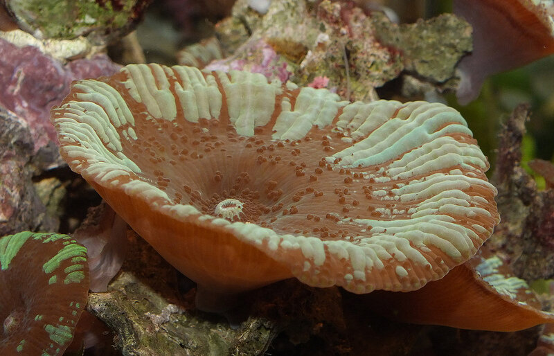 Где купить морской гриб геншин