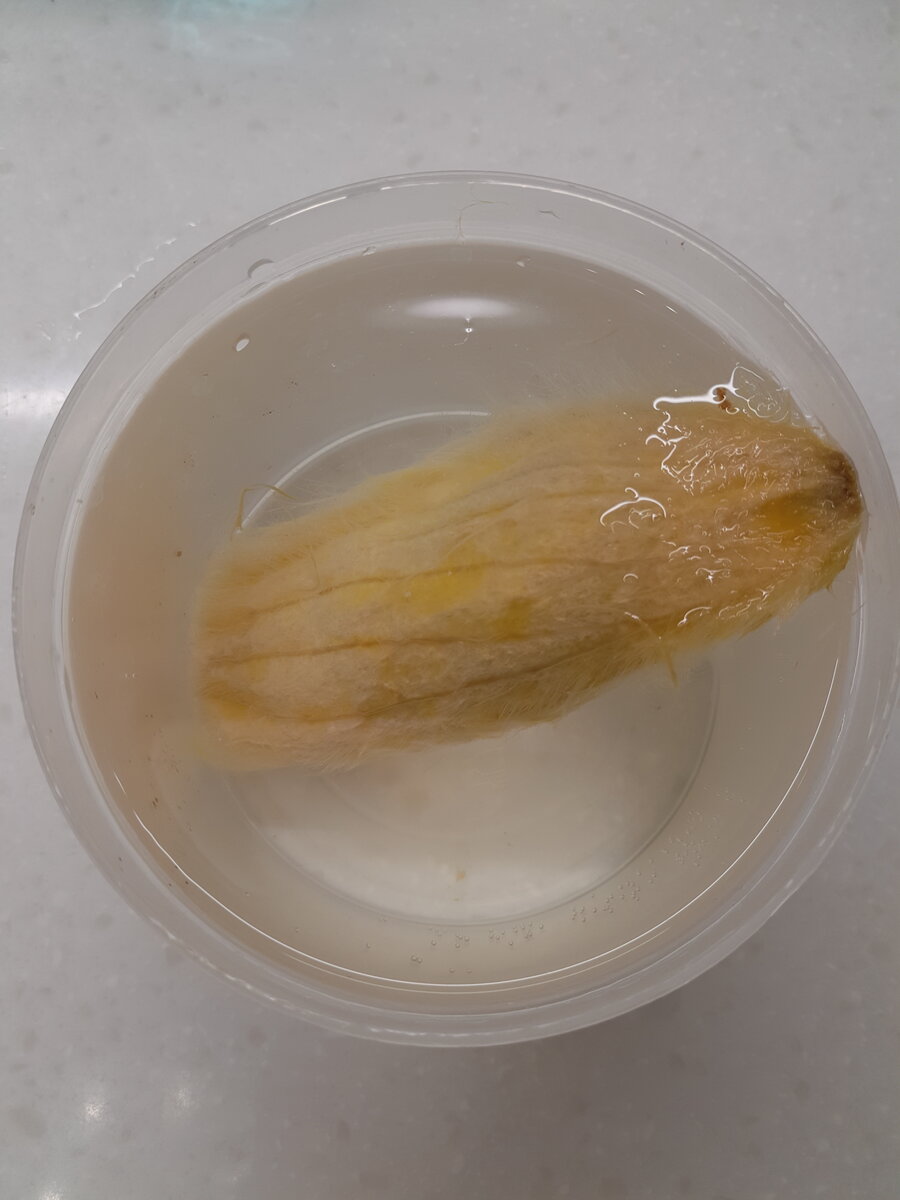 Замачиваем косточку манго, чтобы она раскрылась -Сад Анны Гауэр