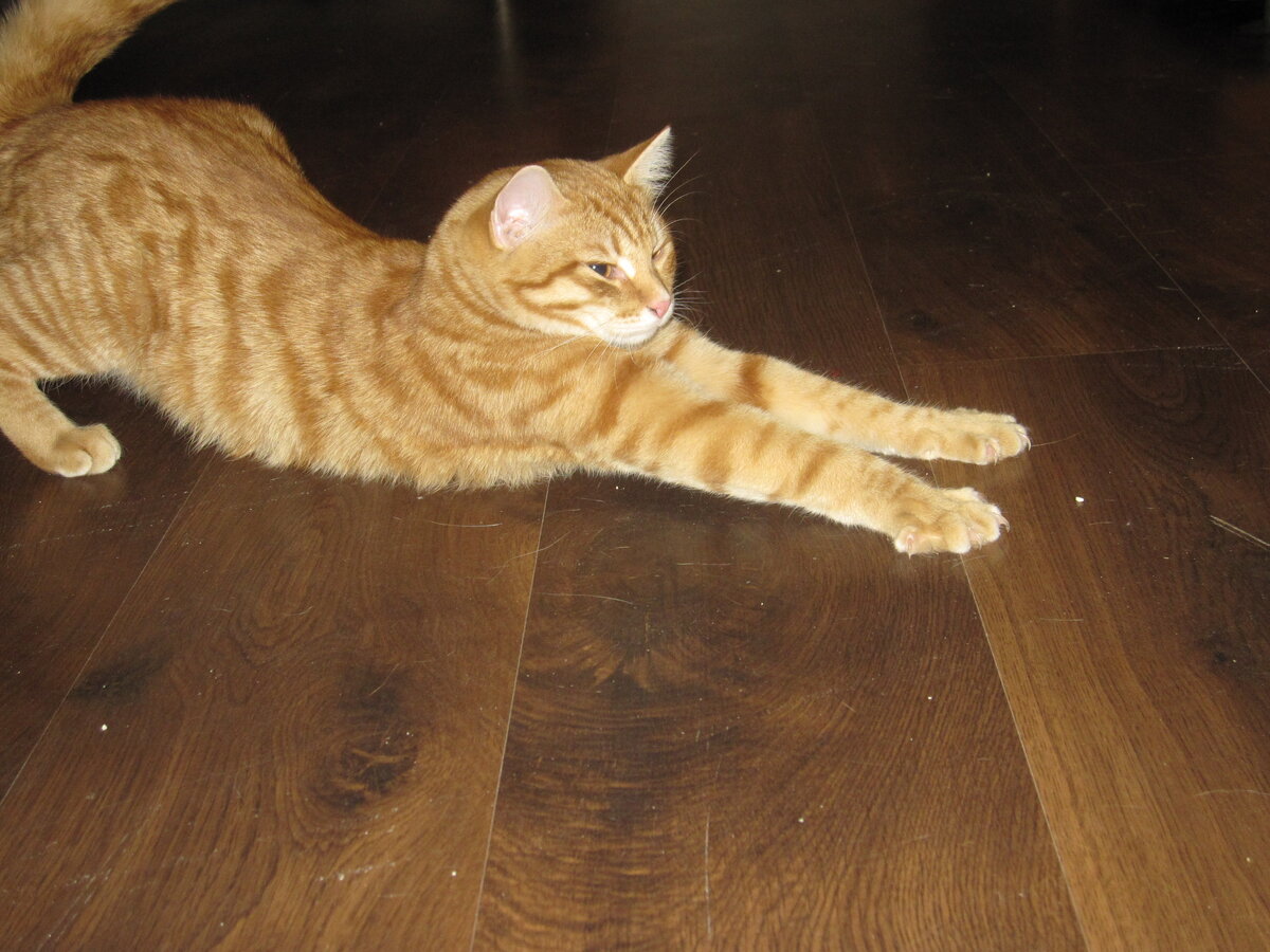 Котенка нашли на дачах в коробке из-под обуви. Видимо, чья-то кошка за лето нагуляла живот, окотилась, и хозяева решили таким образом вопрос, куда девать котят. Так он и приехал к нам – в этой коробке, устланной синим шерстяным шарфом, который, кстати, до сих пор остается его любимой лежанкой. И вот что любопытно: сколько в своей жизни я повидала кошачьих, и то, как они входят в новый дом. Как правило, заходят на полу-согнутых лапах, принюхиваются, потихоньку осматривают пространство и затем дня два, а то и больше, привыкают, обживаются. Рыжий котенок, напротив, зашел в квартиру так, как будто ему было все знакомо. Не было принюхивания, не было осматривания территории, не было знакомства с другими котами. Он пришел так, как будто всегда и жил с нами в этой квартире. Он знал буквально все в ней! Его уверенность и невозмутимость восхитили с первого момента и продолжают восхищать и удивлять до сих пор. Котенка назвали Прохором, Прошей. Теперь это уже выросший огненно-рыжий красавец-кот, стройный, высокий и сильный. 