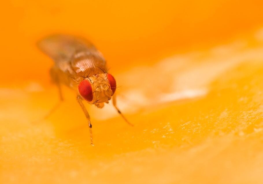 Drosophila melanogaster. Источник: http://todaypdf.pw/tag/north-america