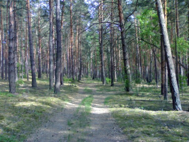 Сосновый бор-зеленомошник, клещей здесь обычно очень мало